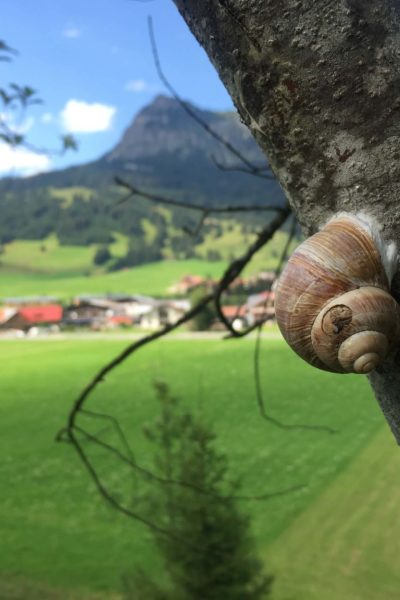 Natur-Schnecke-Job-Gesundheits-Krankenpfleger-Altenpfleger-Bayern